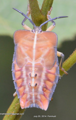 Tessaratomidae