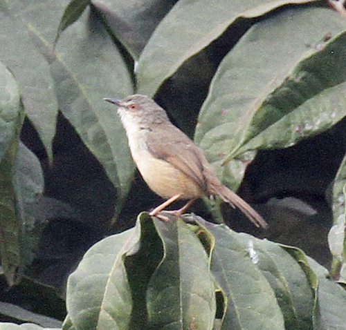 Tawny-flanked Prinia
