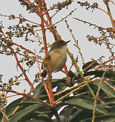 Prinia subflava