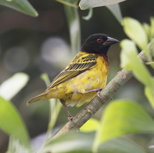Village Weaver