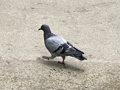 Columba livia domestica