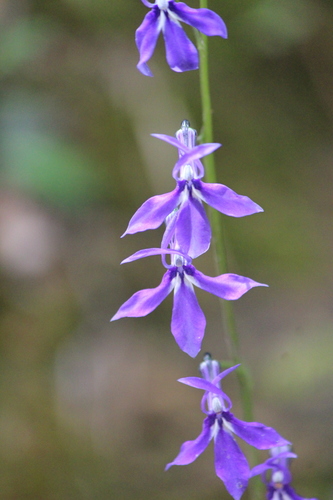 Image of Apache Lobelia (Lobelia anatina) by (c) José Belem Hernández Díaz, some rights reserved (CC BY)