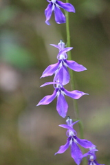 Lobelia anatina