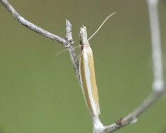Pleurota aristella