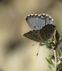 Pseudophilotes panoptes