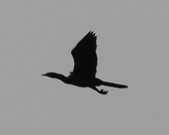 Microcarbo africanus