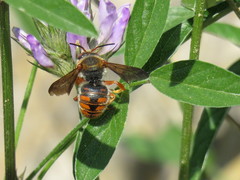 Rhodanthidium sticticum