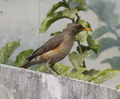 Turdus pelios