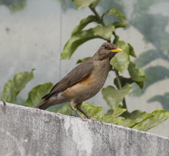 Turdus pelios