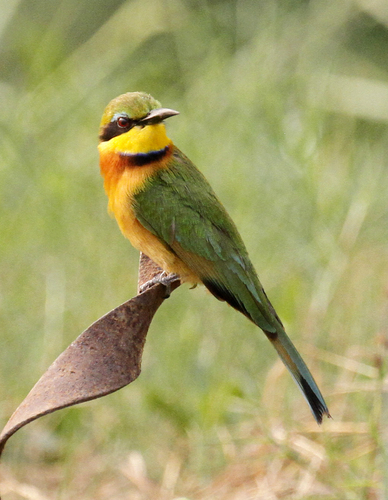 Little Bee-eater