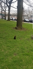 Sciurus carolinensis