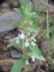 Sideritis romana