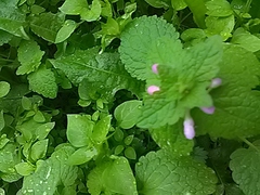 Lamium purpureum