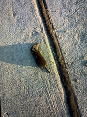 Soricinae