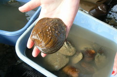 Cyclonaias tuberculata