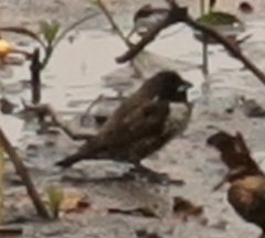 Spermestes cucullata