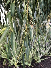 Salix