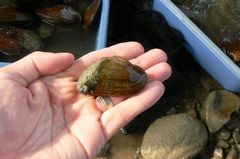 Alasmidonta marginata