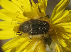 Tropinota squalida