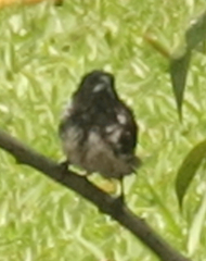 Spermestes cucullata