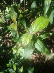 Cordia alliodora