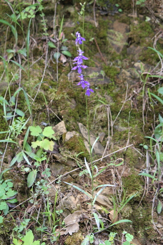 Image of Apache Lobelia (Lobelia anatina) by (c) José Belem Hernández Díaz, some rights reserved (CC BY)