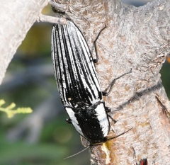 Chalcolepidius approximatus