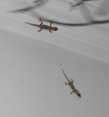 Hemidactylus mabouia