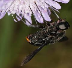 Pangonius funebris
