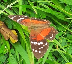 Anartia