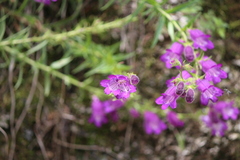 Penstemon campanulatus
