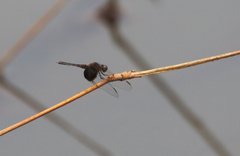 Erythrodiplax latimaculata