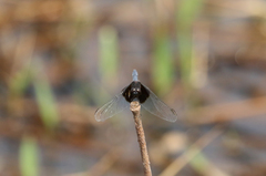 Erythrodiplax latimaculata