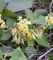 Rhynchosia volubilis