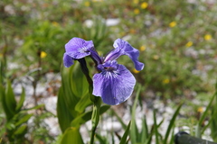 Iris hookeri