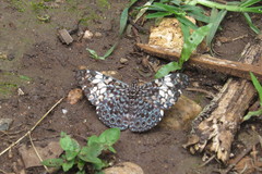 Hamadryas fornax