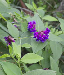 Vicia unijuga