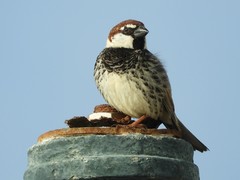 Passer hispaniolensis