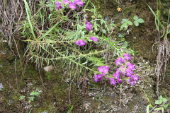Penstemon campanulatus