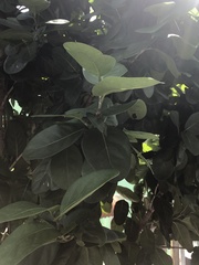 Coccoloba diversifolia