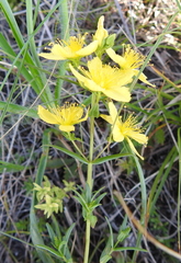 Hypericum elegans