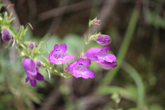 Penstemon campanulatus