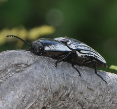 Chalcolepidius approximatus