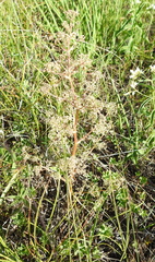 Trinia multicaulis