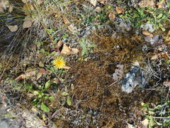 Pentanema salicinum