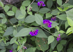 Vicia unijuga