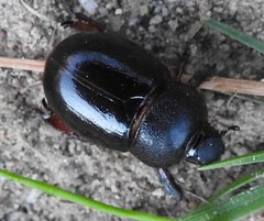 Temnorhynchus retusus