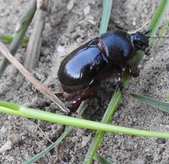 Temnorhynchus retusus