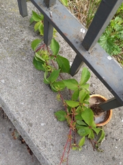 Parthenocissus quinquefolia
