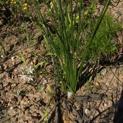 Trachyandra chlamydophylla